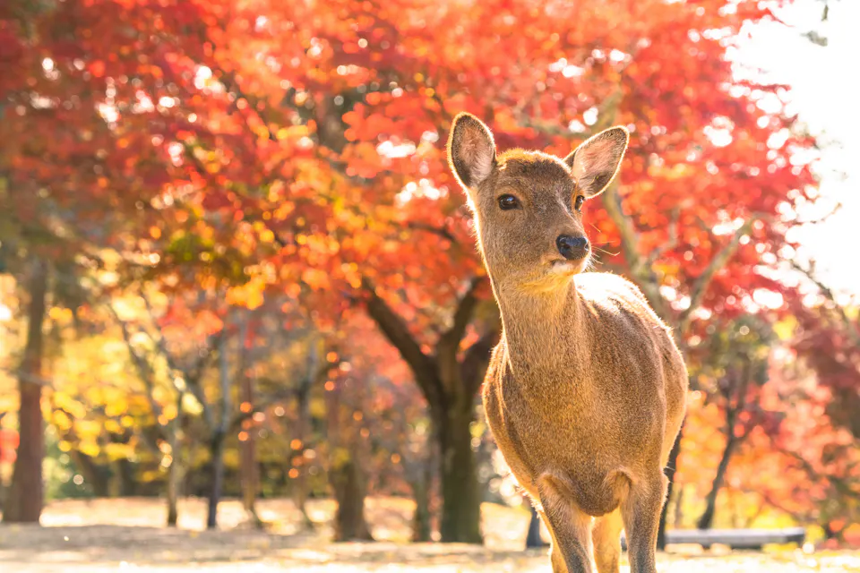 Nara Park