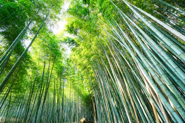 Arashiyama Bamboo Grove