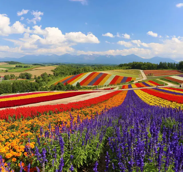 Furano Furano Flower Fields