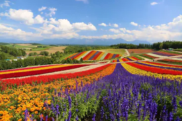 Furano Flower Fields