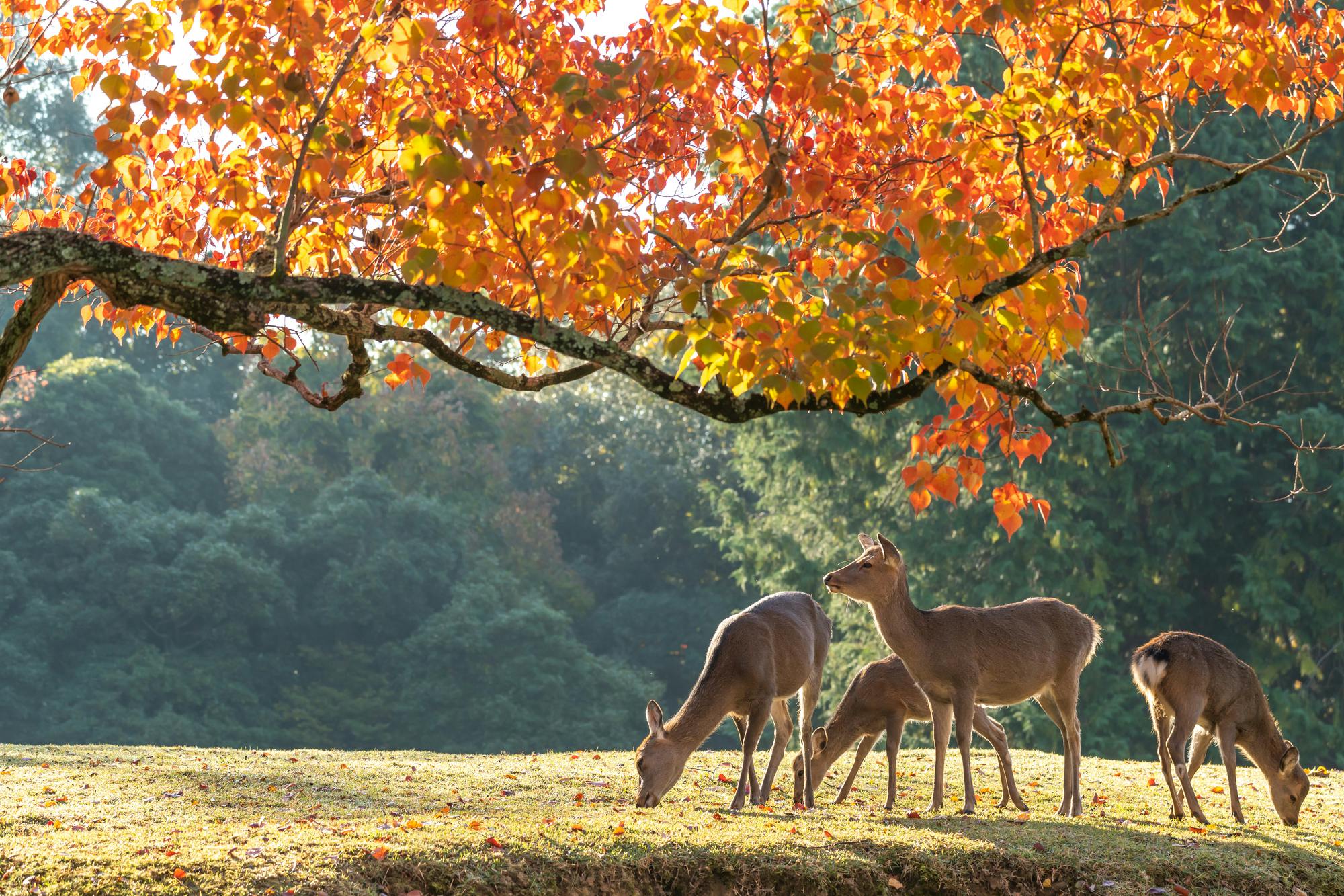 Nara Day Trip from Osaka with a Local Japanese Guide