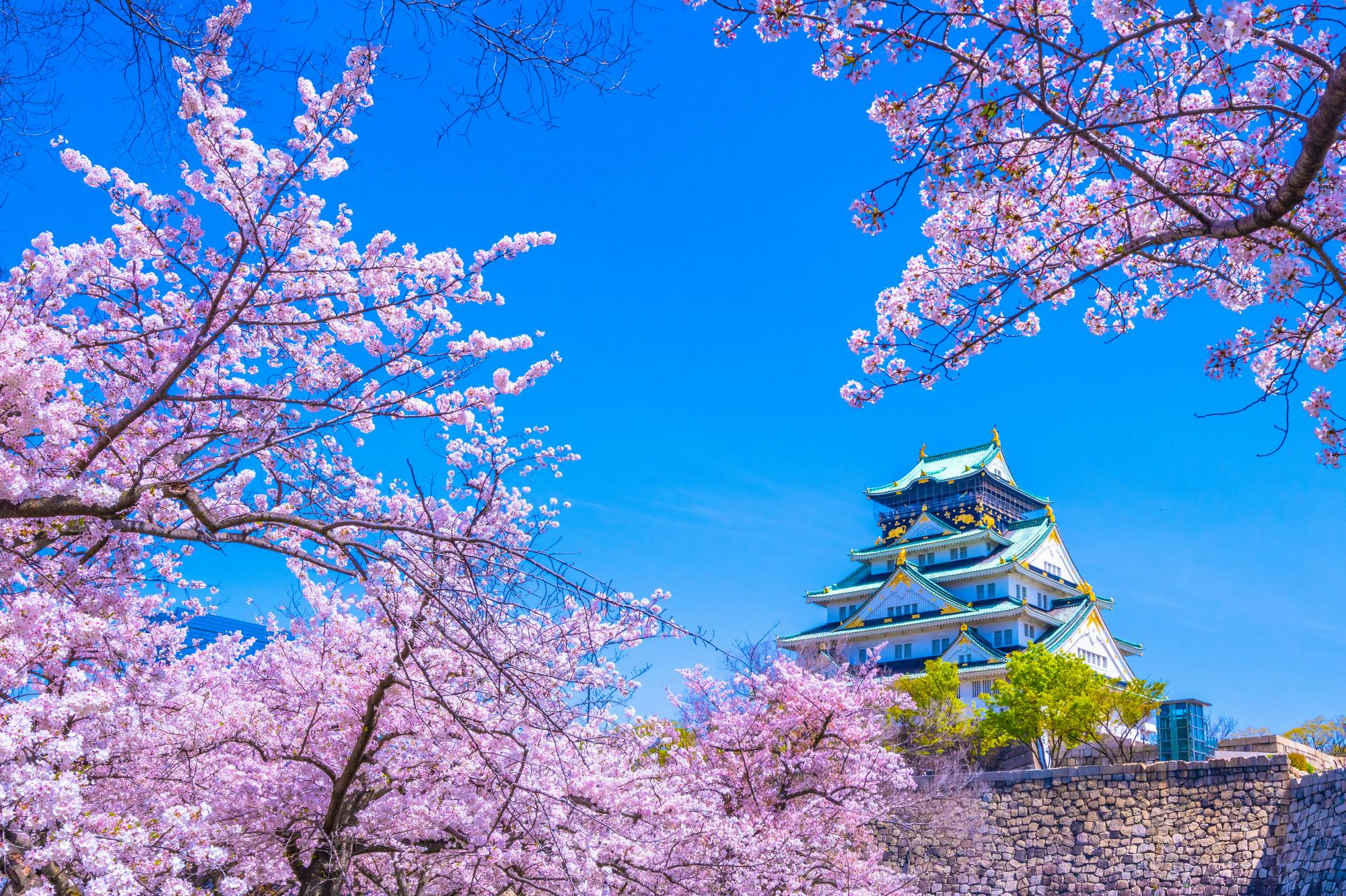 Ohanami in Osaka Highlights, Food, Drinks and History