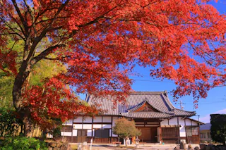 Sakamoto