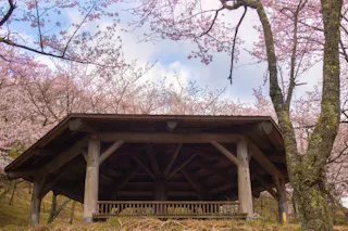 Yazu