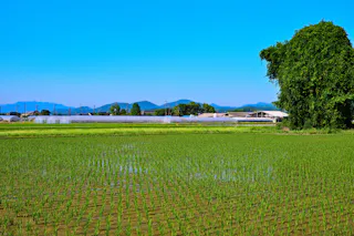 Nishikata