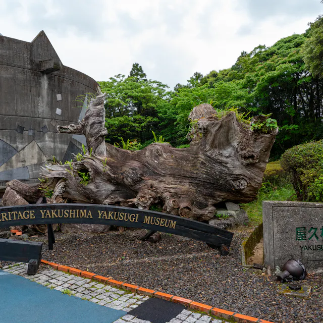 Yakusugi Nature Museum Yakusugi Nature Museum