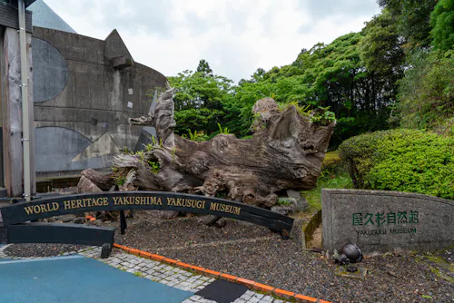 Yakusugi Nature Museum