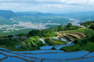 Arita
