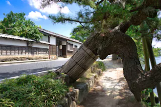 Shiomi Nawate