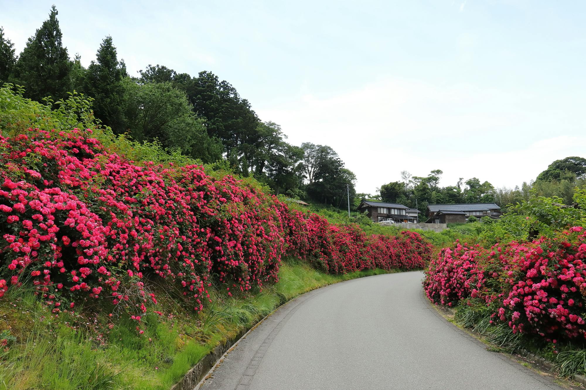Hamochi