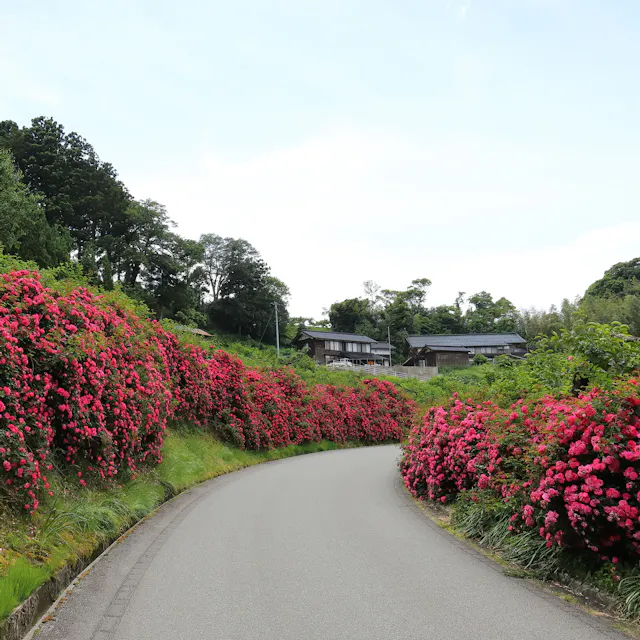 Hamochi Hamochi