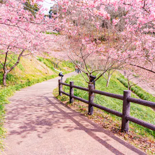 Kyonan Kyonan