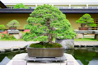 Omiya Bonsai Matsuri