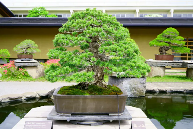 Omiya Bonsai Matsuri