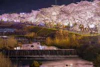 Miyagino Sakura