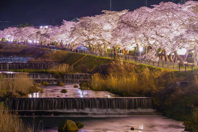 Miyagino Sakura