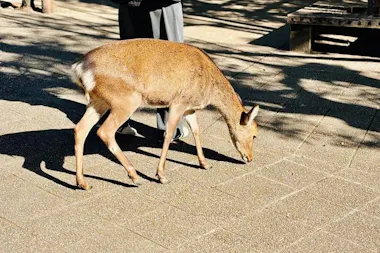 Miyajima Tour
