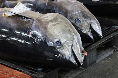 Tsukiji Fish Market