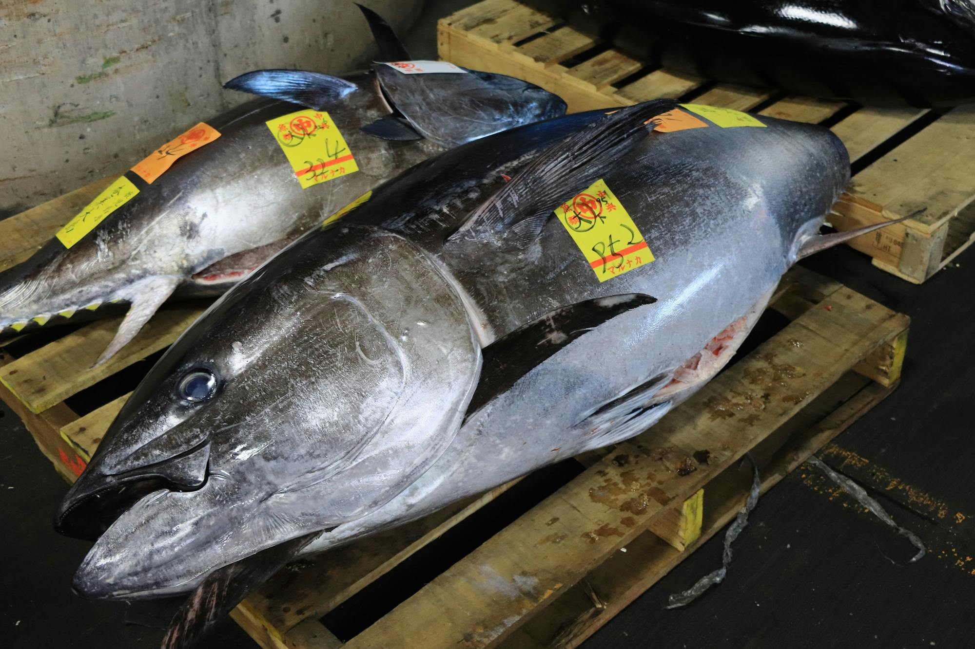 Tsukiji Fish Market