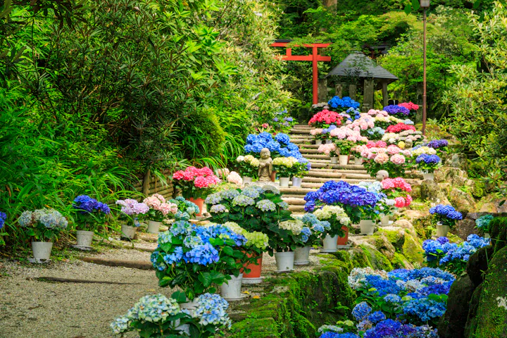 Okadera Hydrangea Corridor