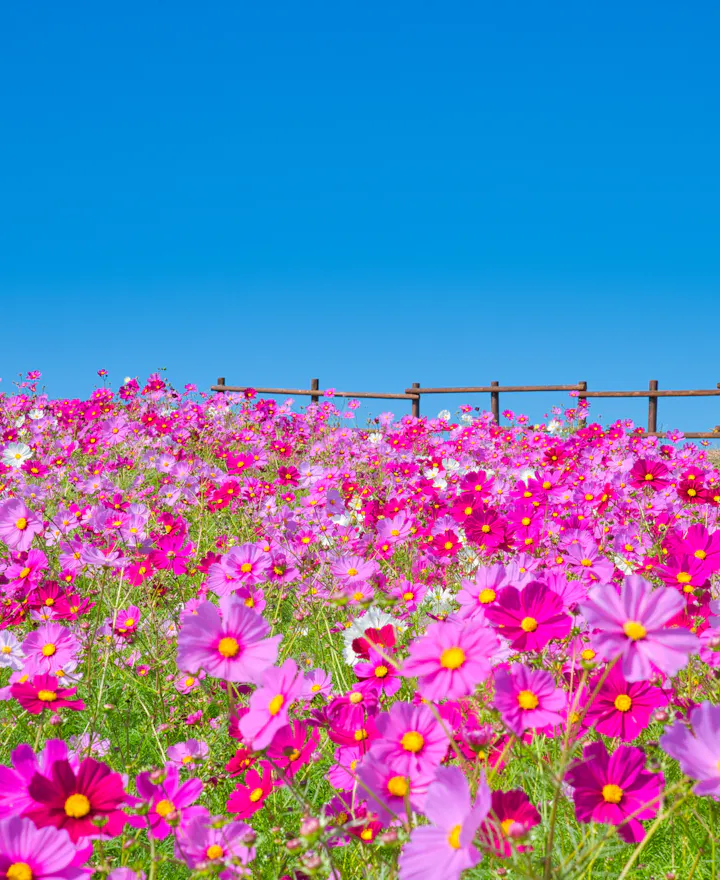 Awaji Hanasajiki Awaji Hanasajiki