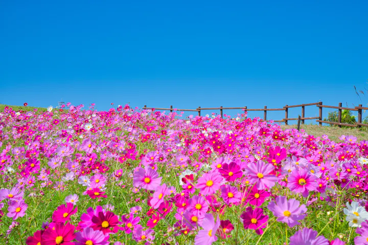 Awaji Hanasajiki