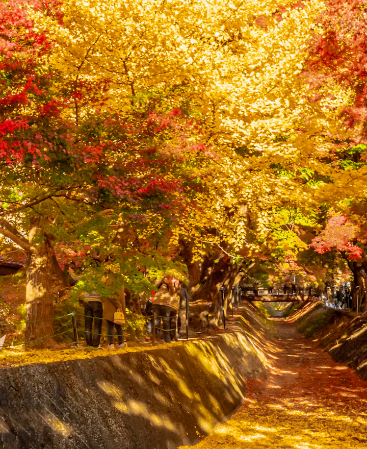 Kawaguchiko Maple Corridor Kawaguchiko Maple Corridor