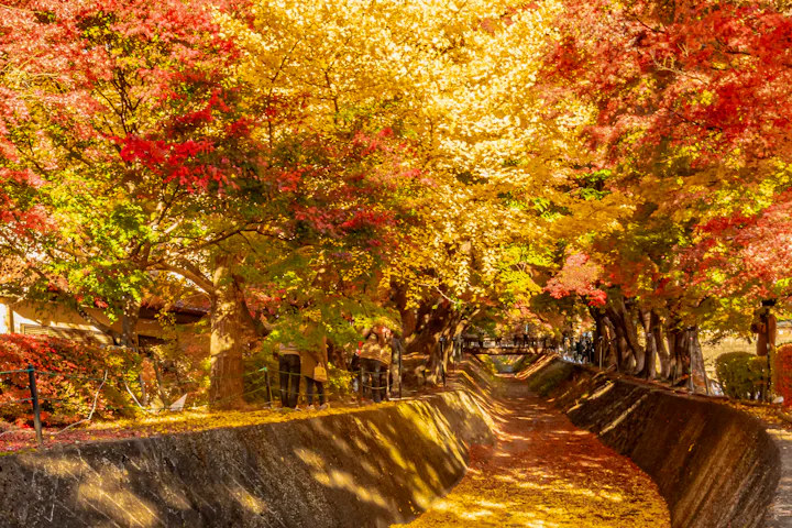 Kawaguchiko Maple Corridor