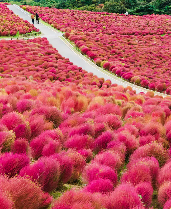 Hitachi Seaside Park Hitachi Seaside Park