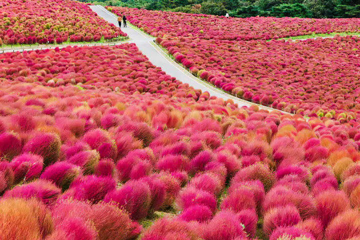 Hitachi Seaside Park