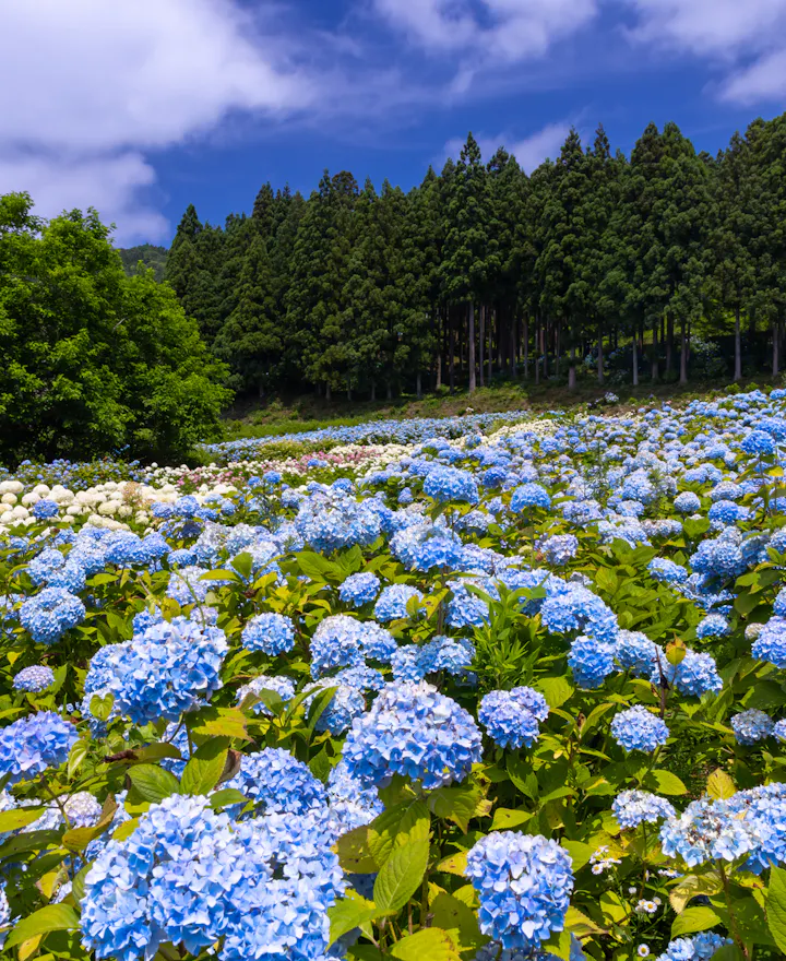 Michinoku Hydrangea Garden Michinoku Hydrangea Garden