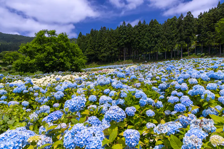 Michinoku Hydrangea Garden