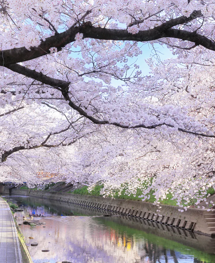 Gojo River Gojo River