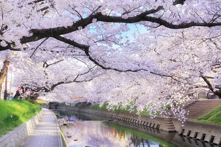 Gojo River