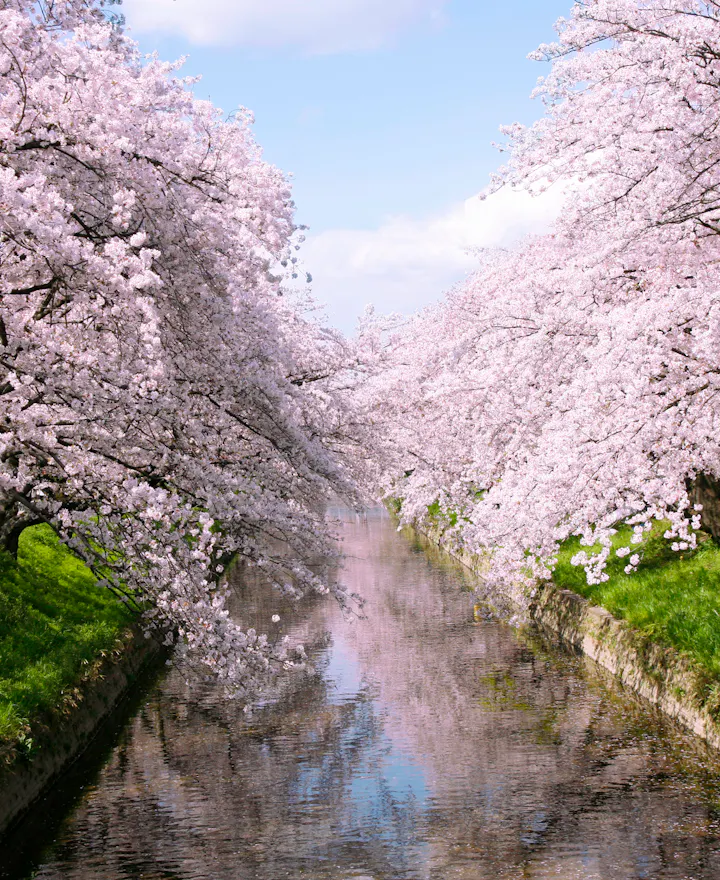 Gojo River Gojo River