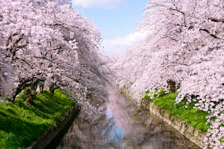 Gojo River