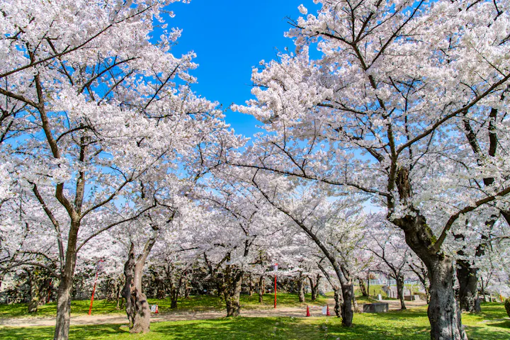 Morioka Castle Ruins Park