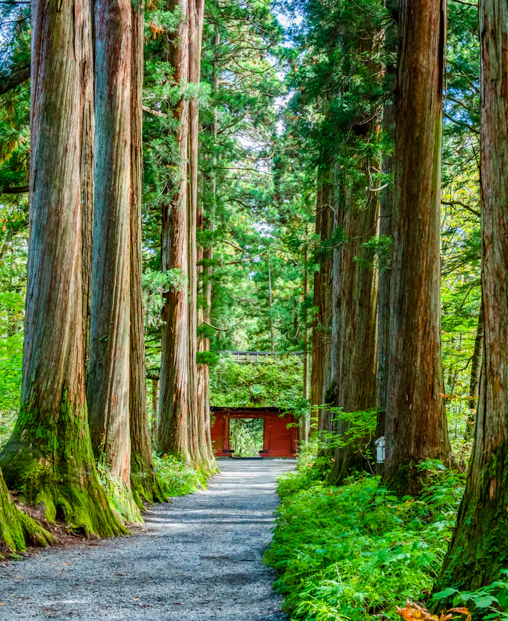 Togakushi Shrine Okusha Togakushi Shrine Okusha