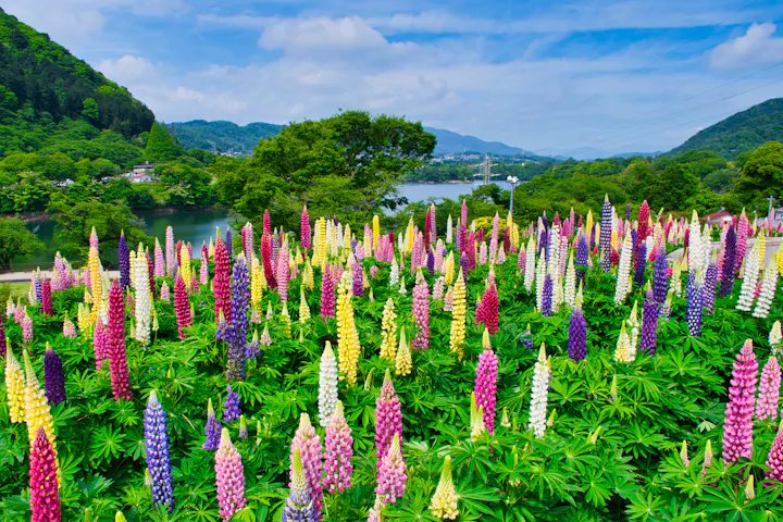 Tsukui Lake Shiroyama Park