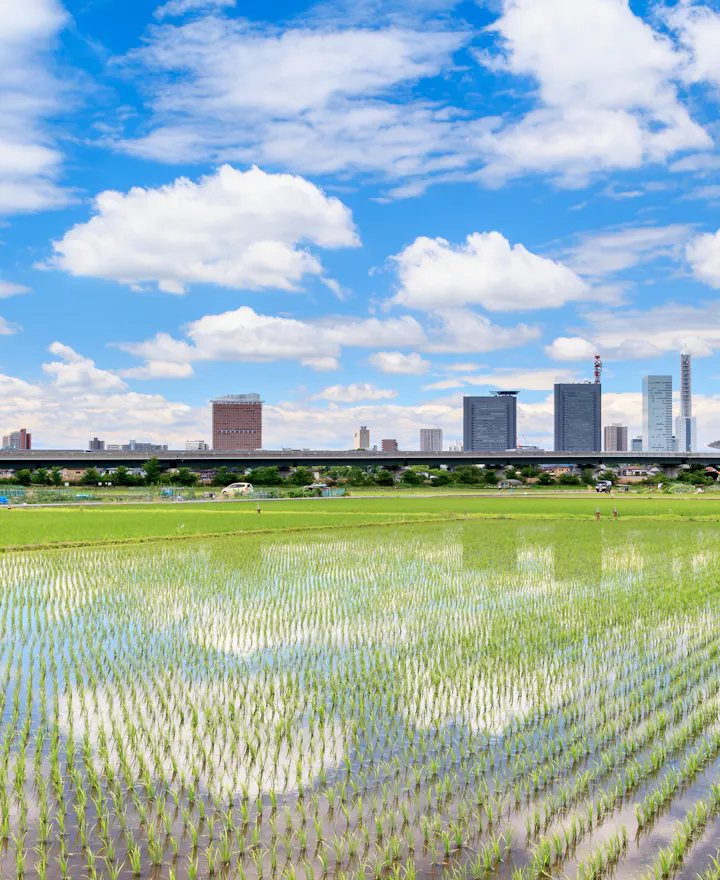 Minuma Rice Field Minuma Rice Field