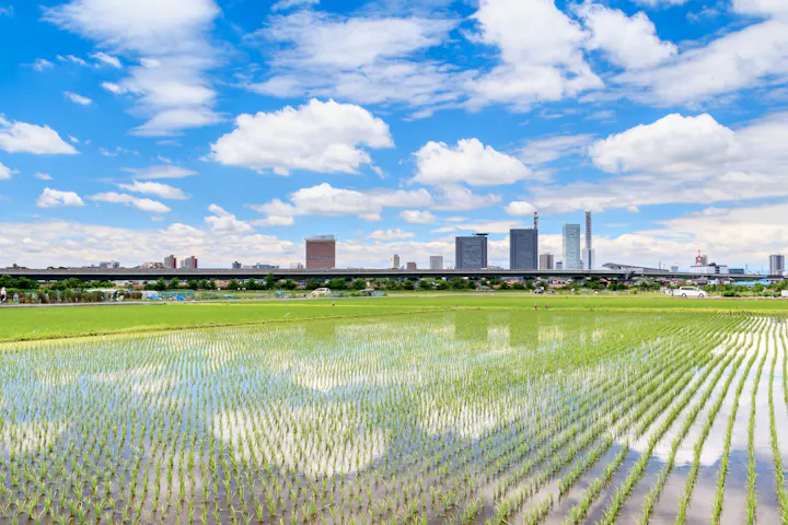 Minuma Rice Field