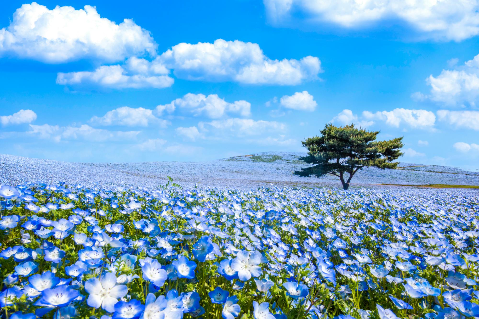 Hitachi Seaside Park