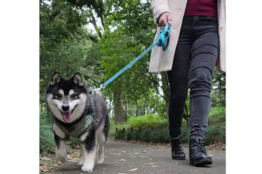 Ginta the Shiba Inu trotting on a leash along a leafy path