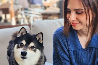 Ginta the Shiba Inu looking at the camera on a cafe sofa