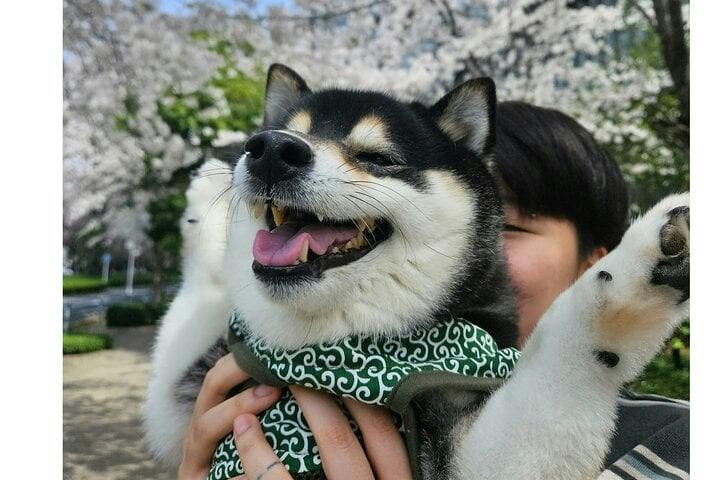 Tokyo Shiba Inu Shrine Walk: Discover Tokyo's Hidden Side