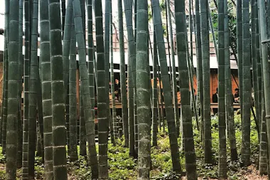 Tall green bamboo stalks in the grove at Hokoku-ji Temple