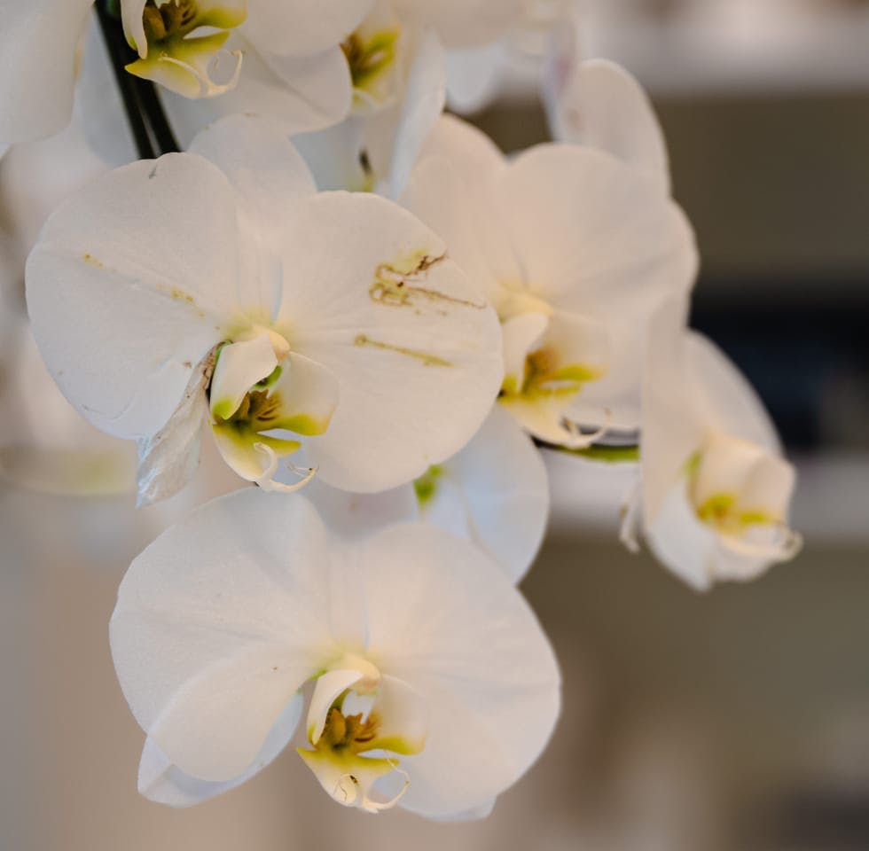 White orchids