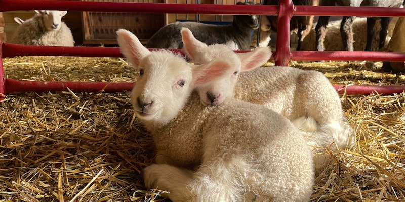 Border Leicesters Willa (front) and her brother, Gus, on a cool April morning. Photos by Kate Larson