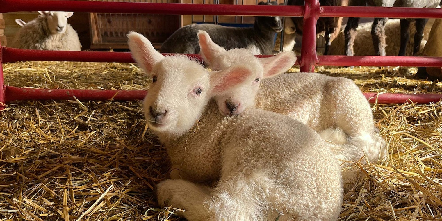 Border Leicesters Willa (front) and her brother, Gus, on a cool April morning. Photos by Kate Larson