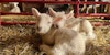 How to Name a Sheep: Meet Kate’s Lambs Willa and Gus Image